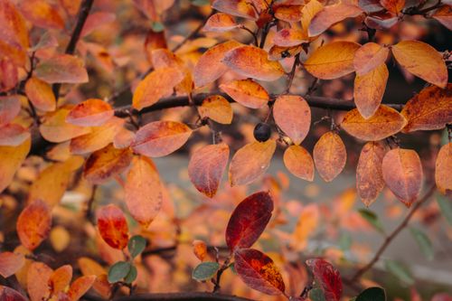Free Close-up of vibrant orange and red autumn leaves on tree branches in a forest setting. Stock Photo