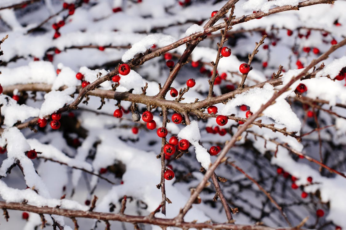 Free Close-Up View of Branches With Red Berries Stock Photo