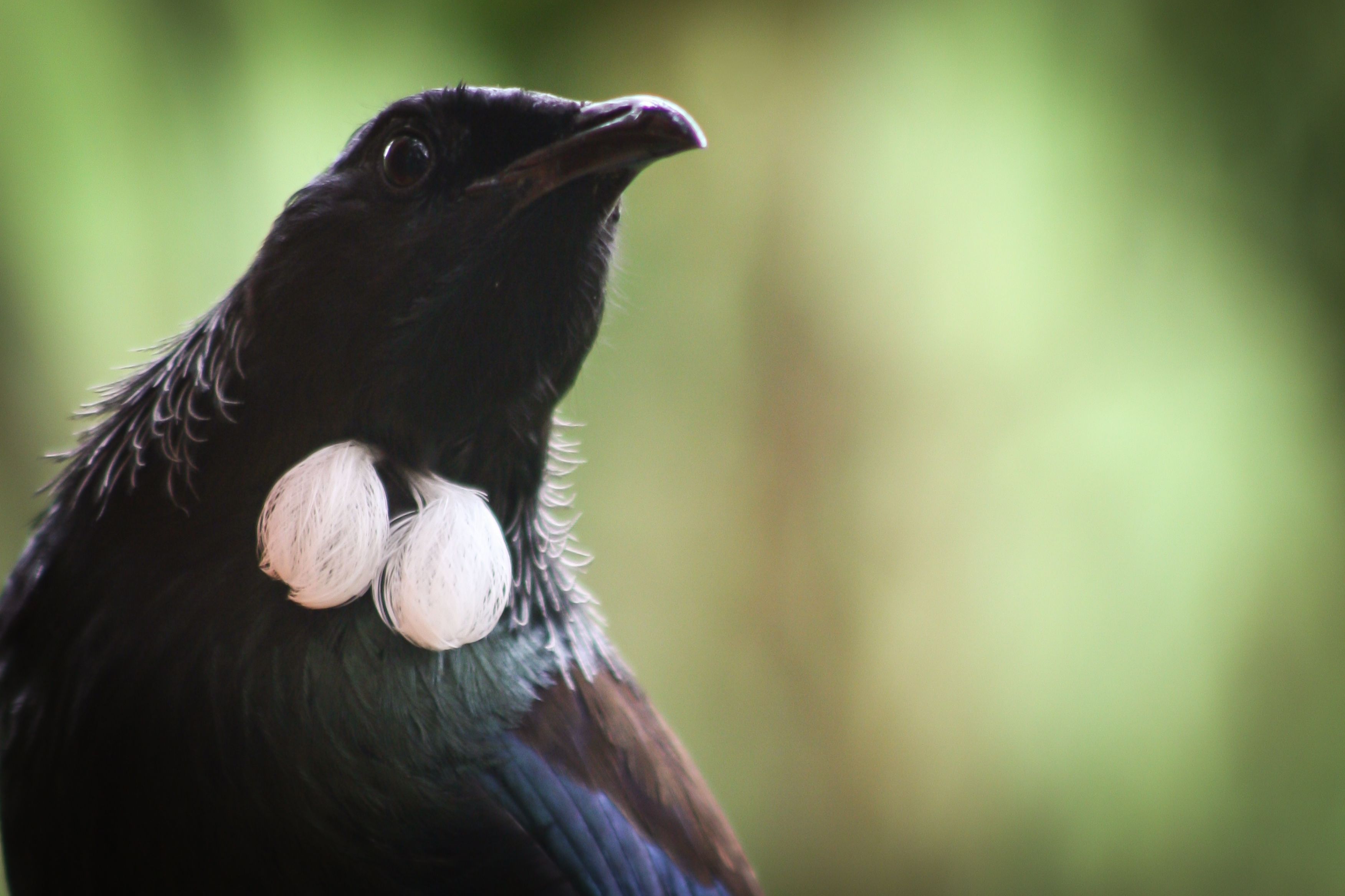 Free Stock Photo Of New Zealand Tui