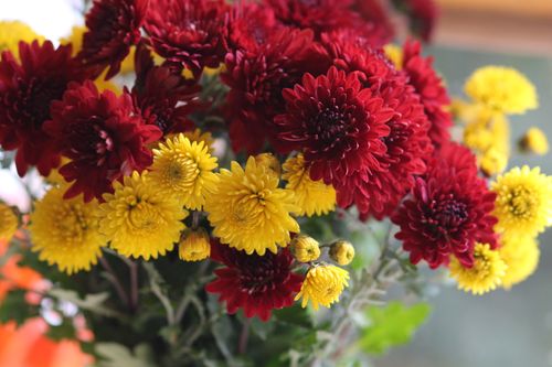 Free Close-up of vibrant red and yellow chrysanthemums in full bloom. Stock Photo