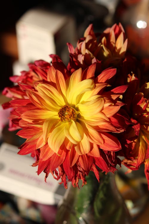 Foto profissional grátis de amarelo, botânico, dahlia pinnata