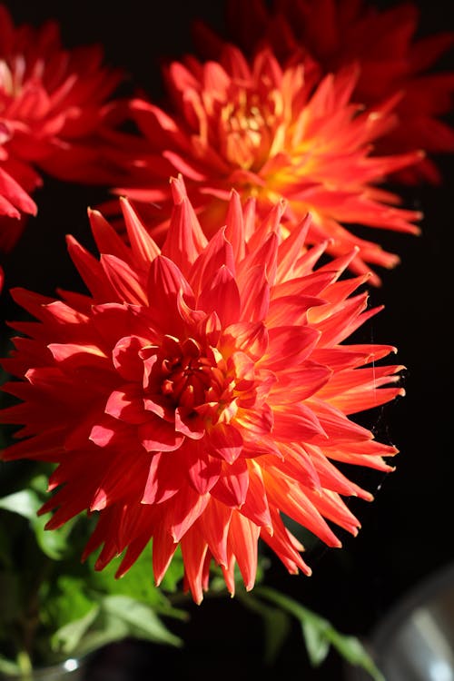 Photos gratuites de chrysanthèmes, croissance, délicat