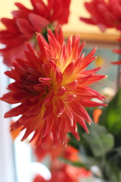 Photos gratuites de chrysanthèmes, croissance, délicat