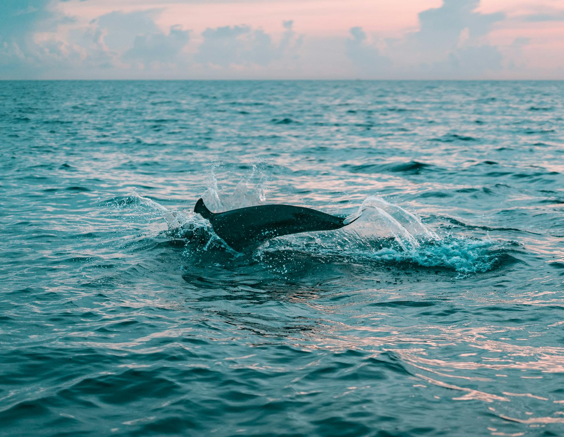 A dolphin breaks the ocean surface at sunset in Bali, Indonesia, showcasing marine life beauty.