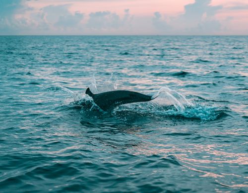 Free A dolphin breaks the ocean surface at sunset in Bali, Indonesia, showcasing marine life beauty. Stock Photo