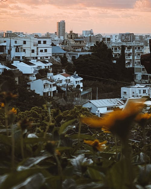 Gratis stockfoto met Azië, fotografie, mooie bloemen