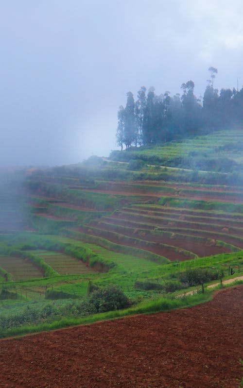 Photo of Green and Brown Rice Terraces