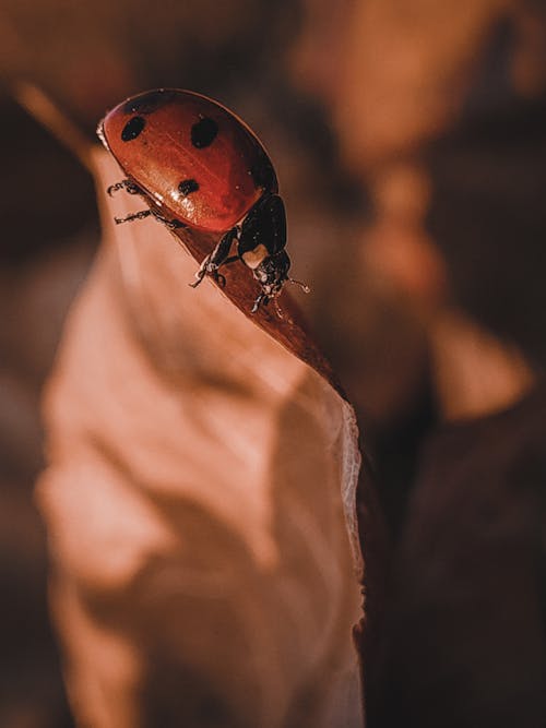 A Close-up Shot of a Bug