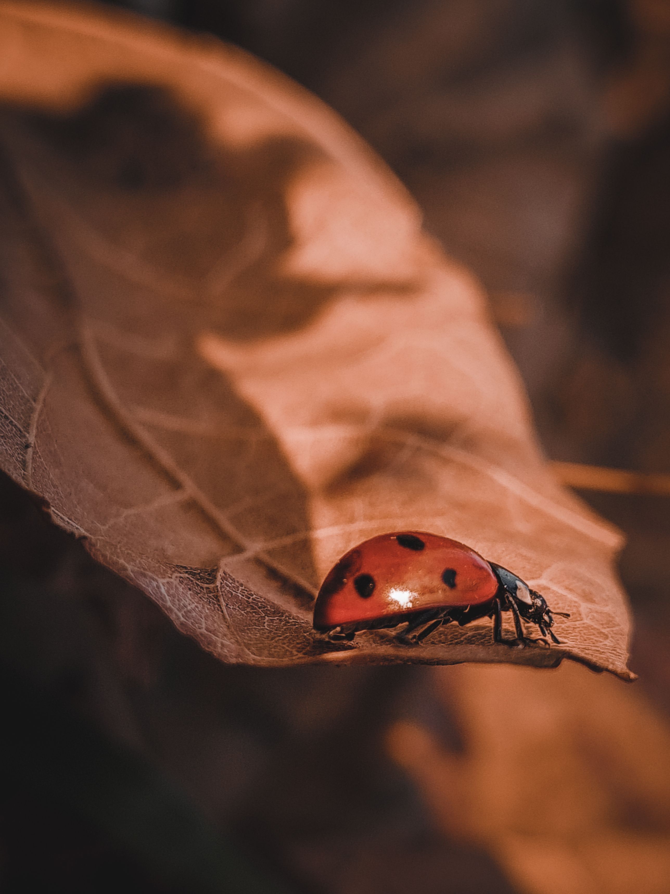 900 Best Bug Photos 100 Free Download Pexels Stock Photos