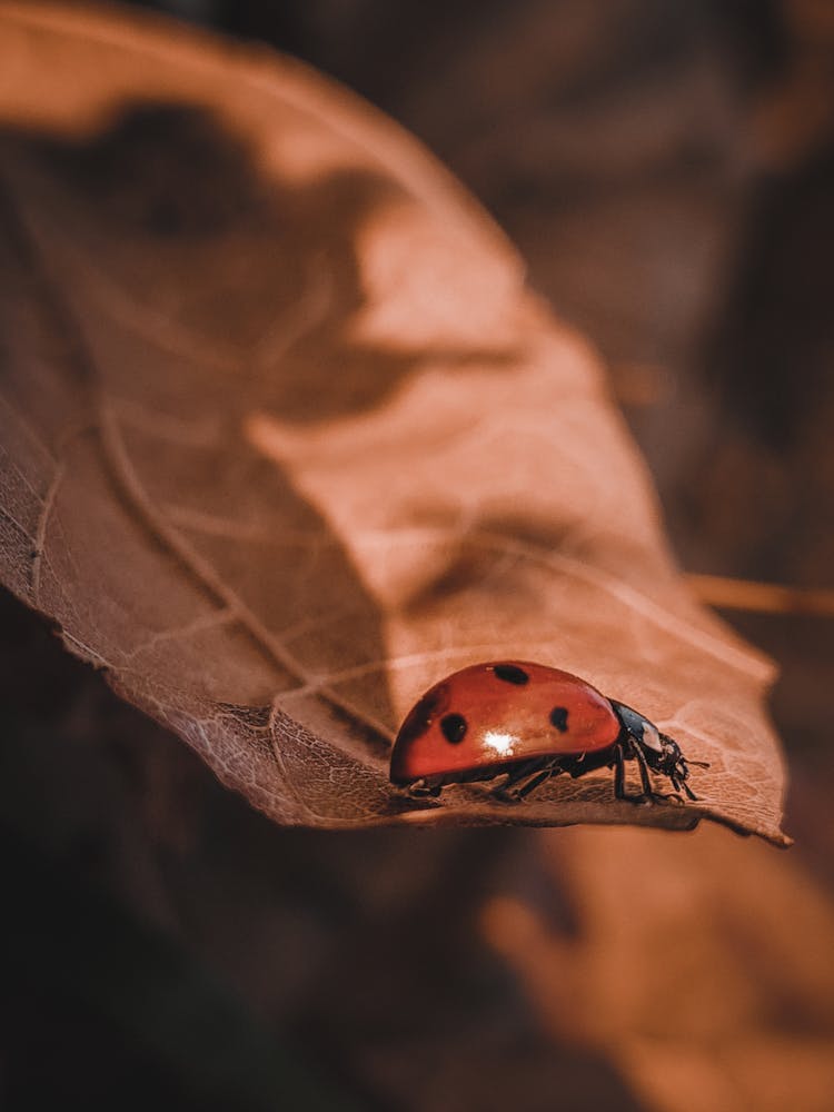 A Bug On A Brown Leaf