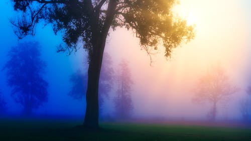 Gratis stockfoto met bedacht, bomen, dageraad