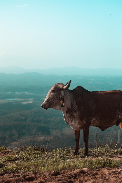 Photos gratuites de animal, animal de ferme, bétail