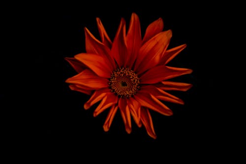 Imagine de stoc gratuită din a închide, floare roșie, fundal negru