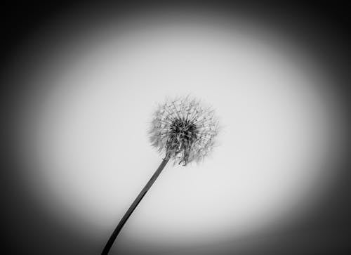 Foto stok gratis bunga dandelion, grayscale, merapatkan