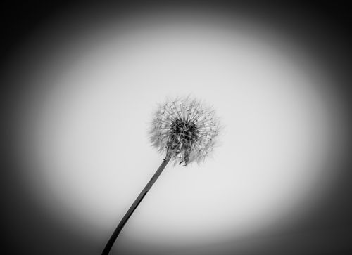 Free Monochrome photograph of a delicate dandelion in close-up view, highlighting its texture. Stock Photo