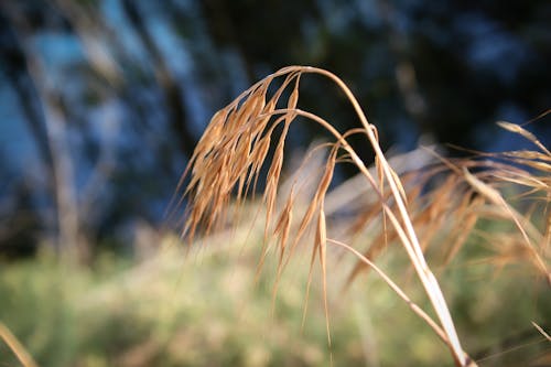 Free stock photo of grass, nature