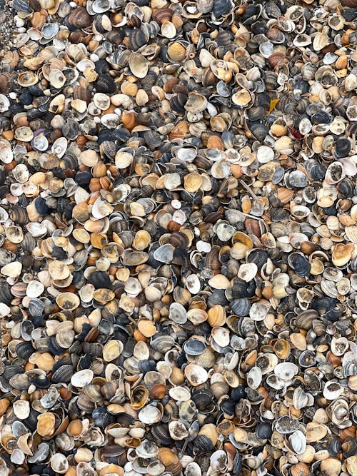 Scallop Seashells on the Ground