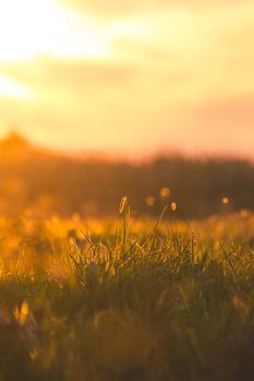 Warm sunset casting golden hues over a grassy field, evoking tranquility and peace.