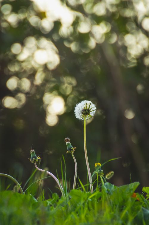Free A close-up shot of a dandelion in a grassy field, illuminated by soft evening light with bokeh in the background. Stock Photo