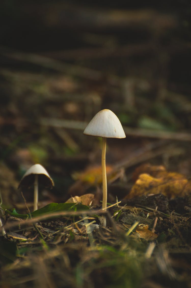 Close-up Of Mushroom In Forrest 