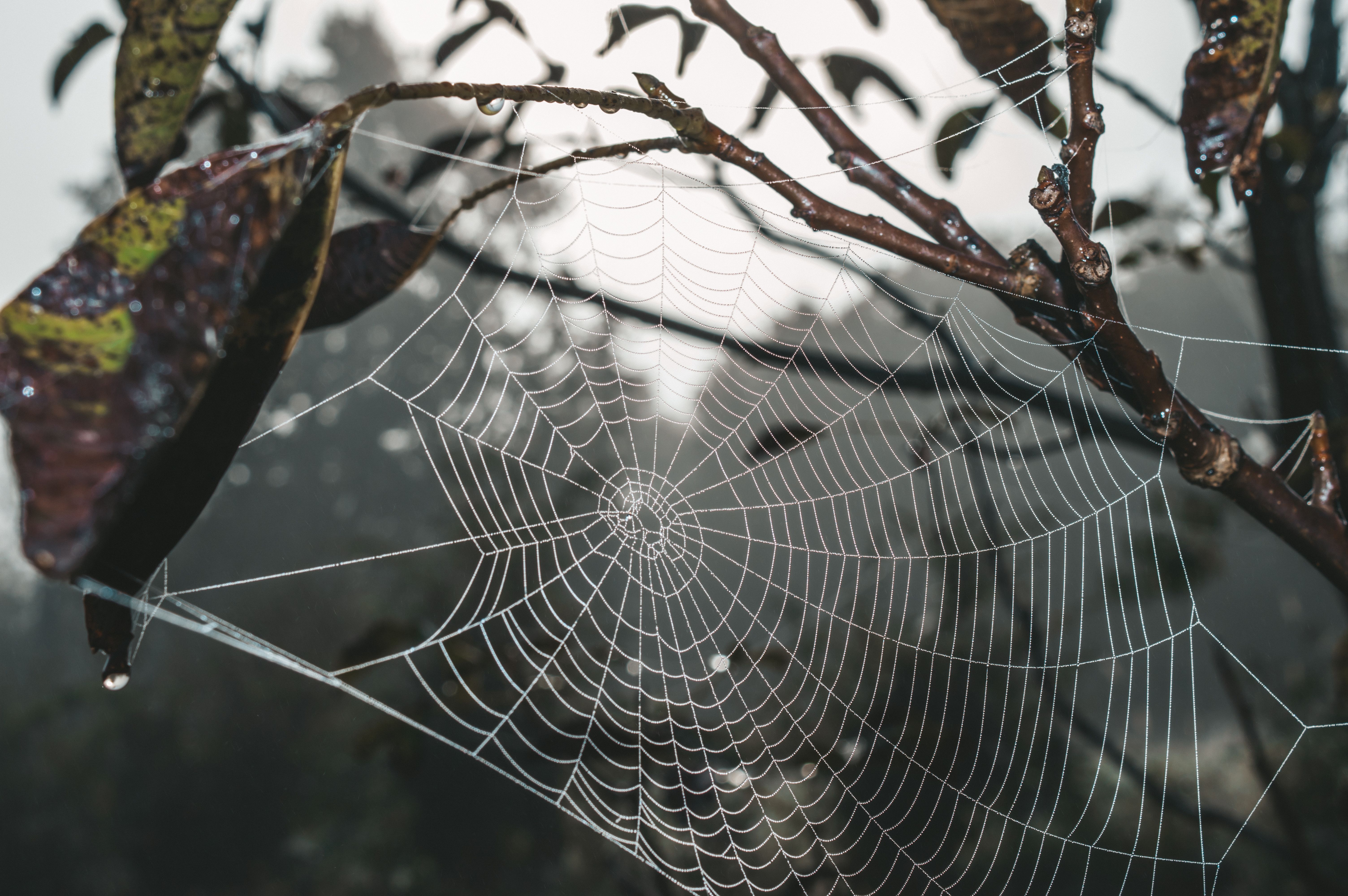 a spider web with a central node labeled 