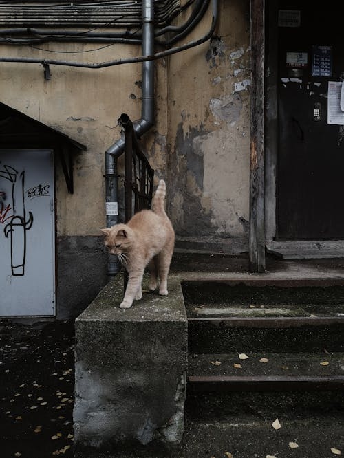 Cat near Stairs