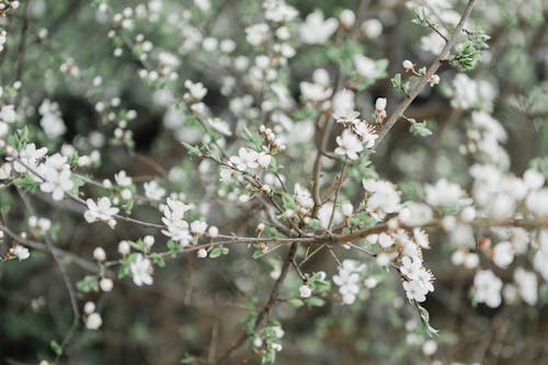 Základová fotografie zdarma na téma bílé květy, bílé okvětní lístky, kvetoucí rostlina