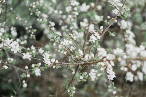 Free stock photo of flowering plant, flowering tree, white flowers