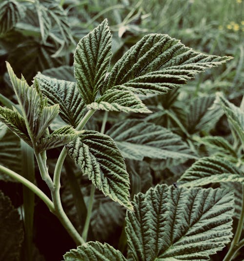 무료 녹색 잎의 얕은 초점 사진 스톡 사진