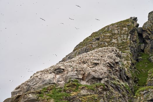 Birds Flying over the Mountain 