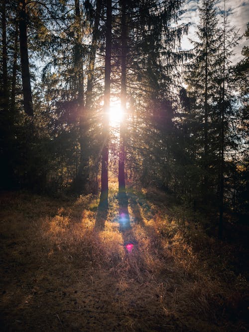 Free Sunlight in the Forest Stock Photo