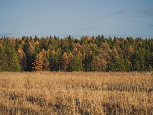 Darmowe zdjęcie z galerii z brązowy, drzewo, jesień