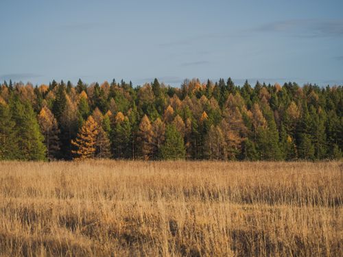 Free A scenic view of an autumn forest with a golden meadow under clear skies. Stock Photo