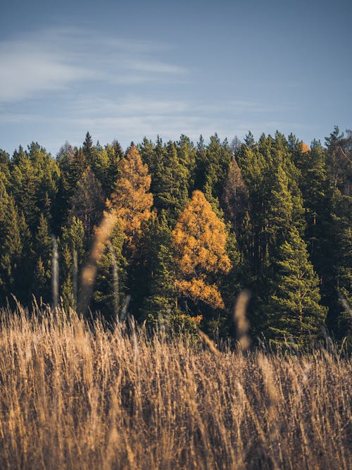 Darmowe zdjęcie z galerii z drzewo, jesień, krajobraz