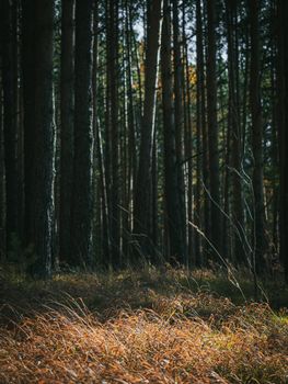 A tranquil view of a forest with sunlight filtering through tall pine trees.