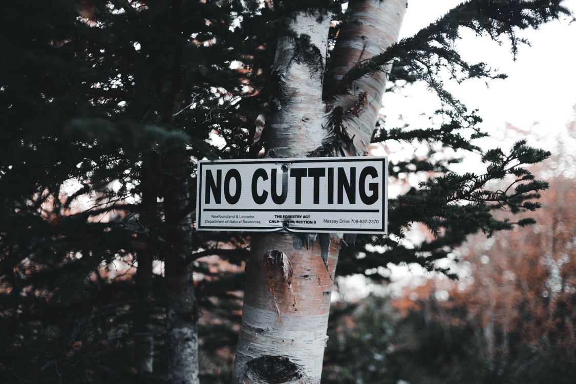 Information Sign on Birch Tree · Free Stock Photo