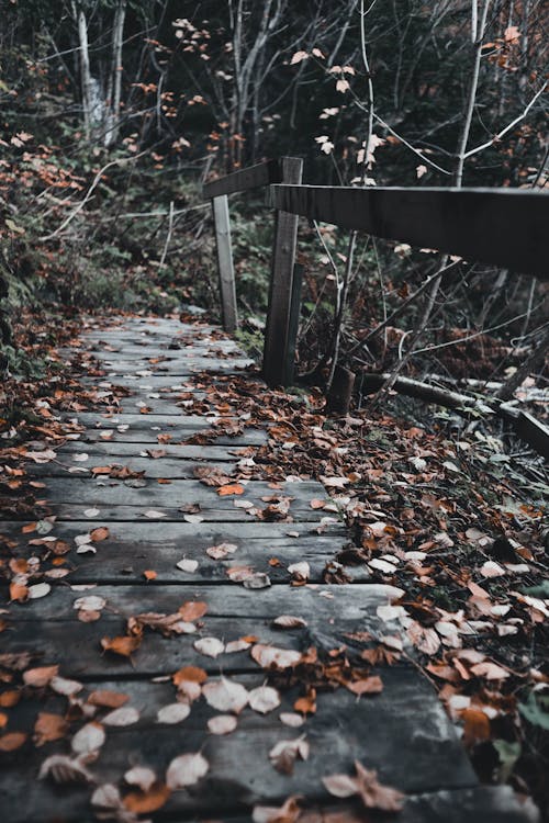 Fallen Leaves on Wooden Footpath in Forest