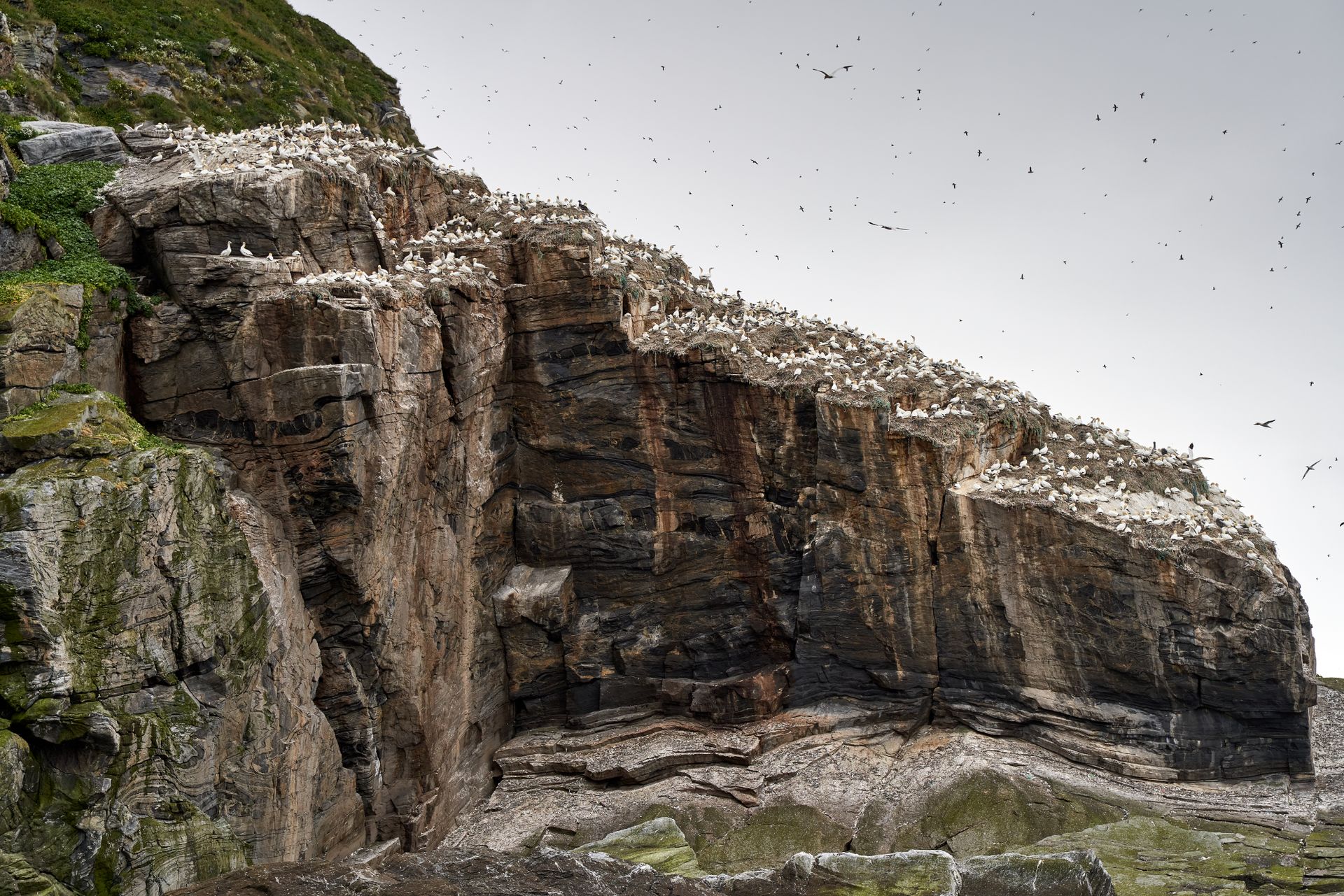 Black-legged kittiwakes nesting on rugged cliffs at Gjesvær, Norway.