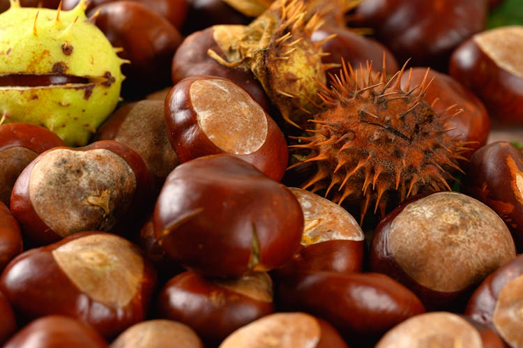 Close-Up Shot Of Sweet Chestnuts