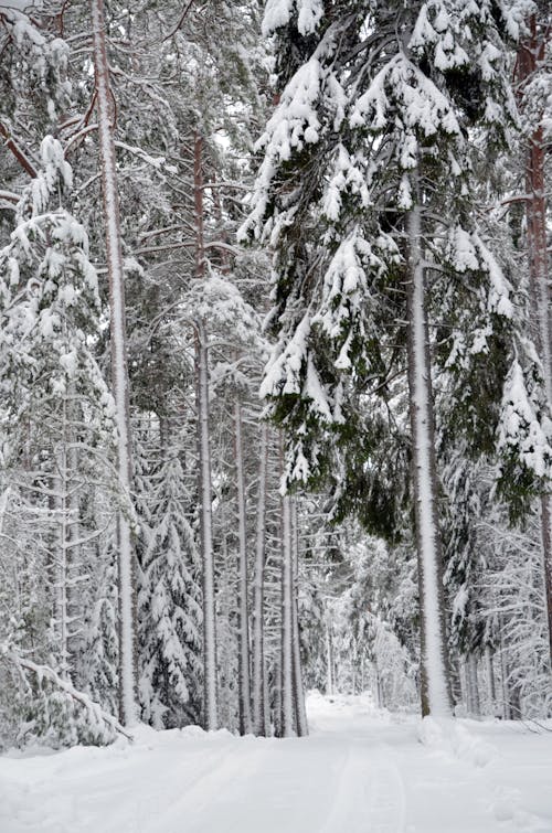 Ücretsiz ağaçlar, dikey atış, kar içeren Ücretsiz stok fotoğraf Stok Fotoğraflar