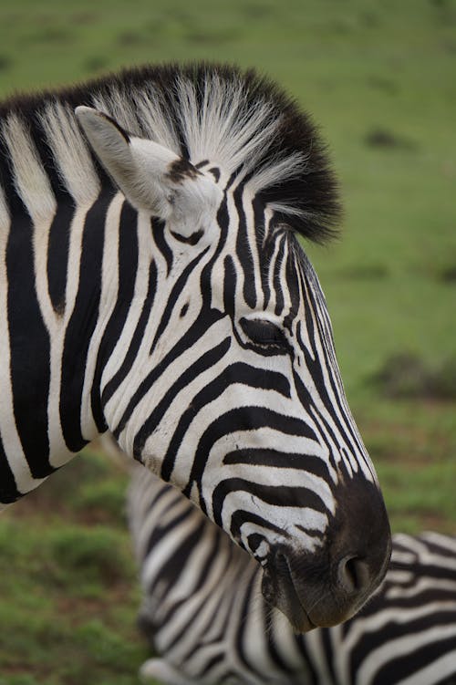 Close-up Shot of a Zebra Head