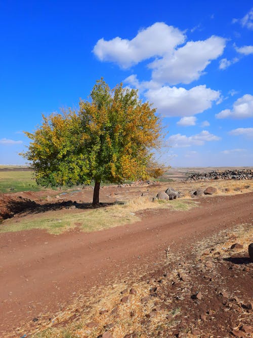 Kostenloses Stock Foto zu baum, blauer himmel, braunes feld