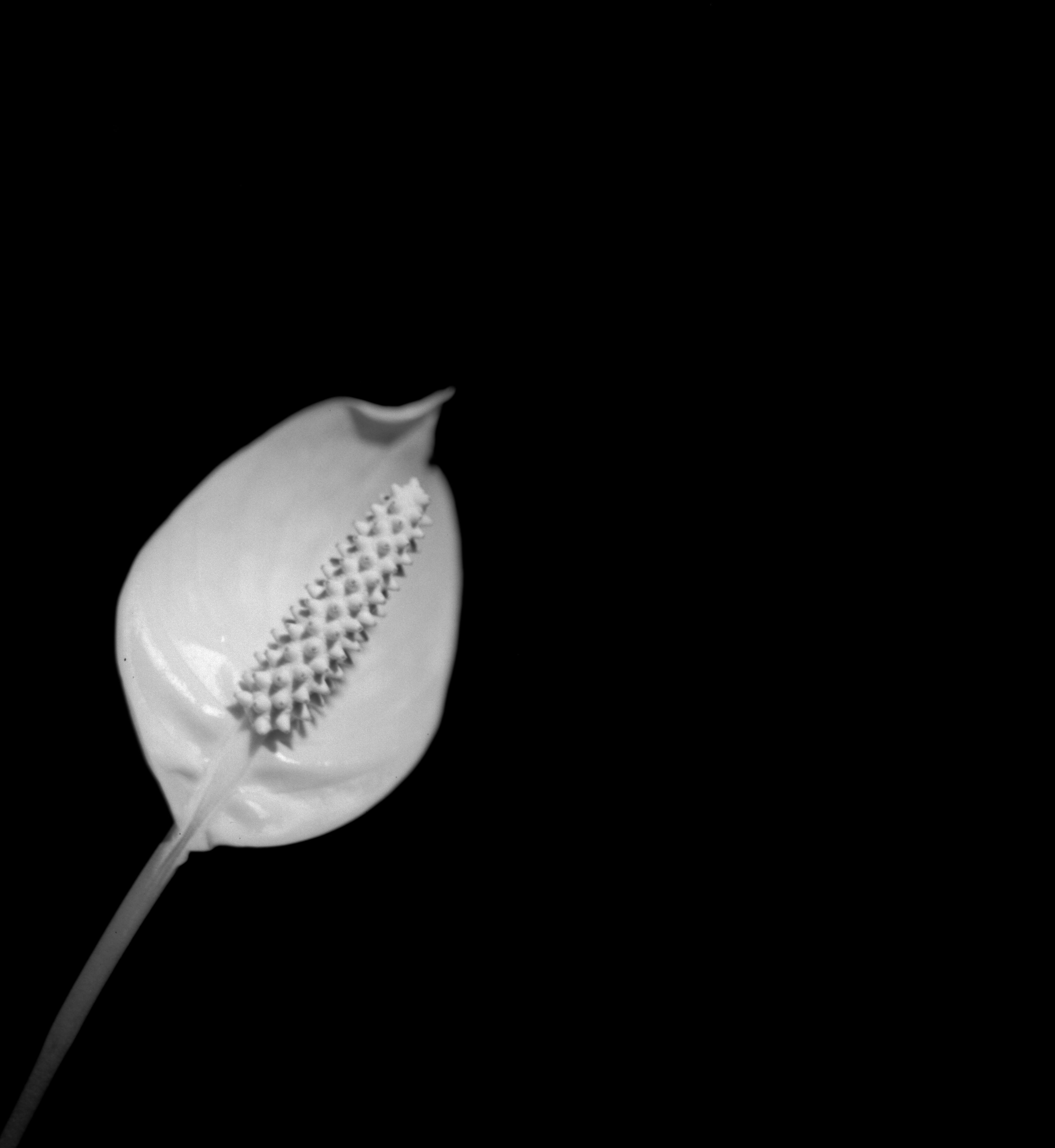 Black and white photo of a peace lily (Spathiphyllum) on a dark background.