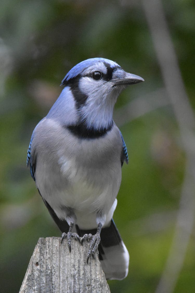 Close-Up Shot Of A Blue Jay Perched On A Wood