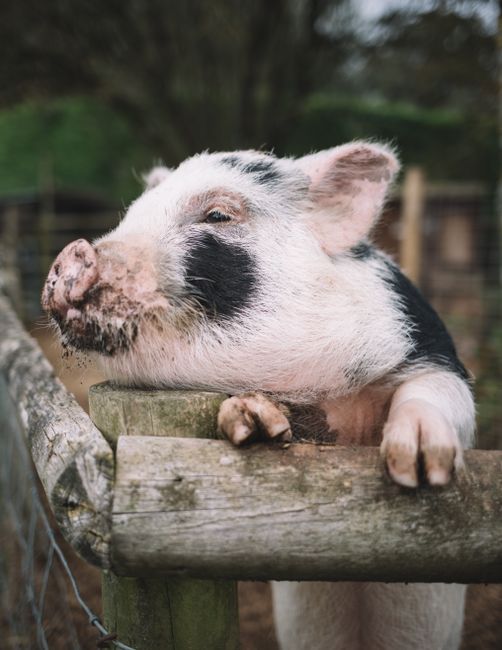 Visit Catskill Animal Sanctuary things to do in saugerties ny