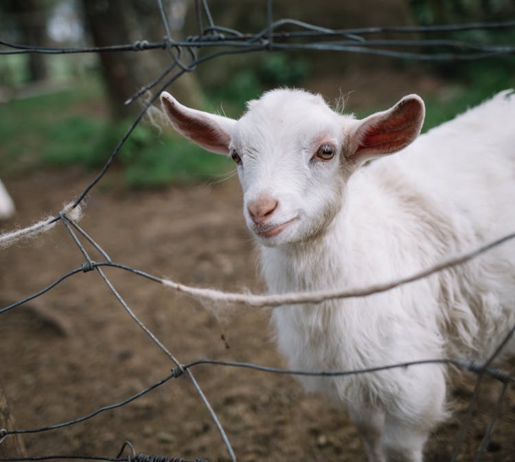 White Sheep Behind Fence