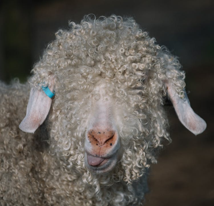 Headshot Of White Sheep