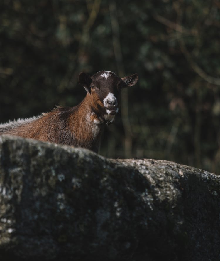 Goat On Rock