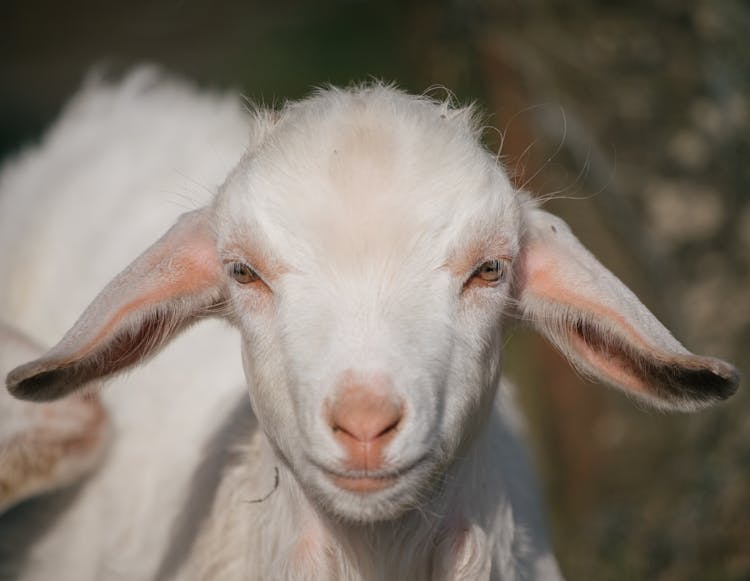 Portrait Of White Sheep