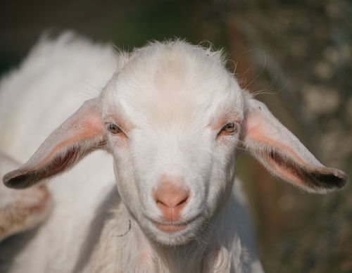 Free An intimate close-up portrait of a white goat in a sunny outdoor setting. Stock Photo